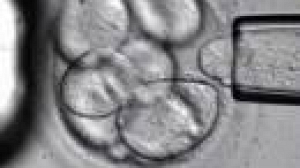 Avancée majeure dans la recherche sur les cellules souches