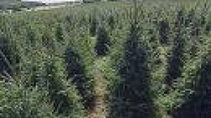 Christmas trees go up in homes and price as the festive season looms