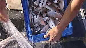 Accord à l’arraché sur les quotas de pêche pour 2008