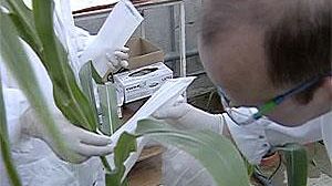 EU facing WTO sanctions over GM crops ban