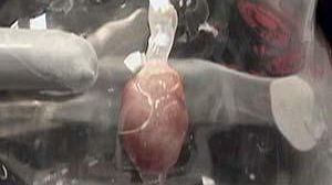 Researchers make dead rat’s heart beat again