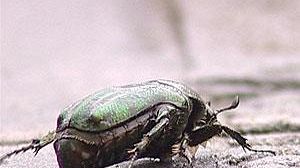 Insects and their DNA