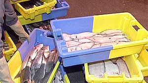 La France rouvre la boîte de pandore des quotas de pêche en Europe