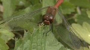 UK: Scientists take dragonflies under their wing