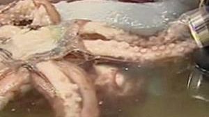 Scientists study spectacular super-sized squid