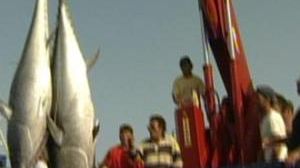 Red alert on bluefin tuna from EU