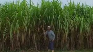 Mammoth potential of elephant grass