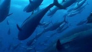 C’en est fini de la pêche au thon rouge en Méditerrannée