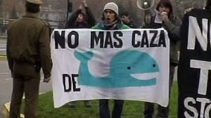 Baleines : le Chili interdit la chasse aux cétacés dans ses eaux territoriales