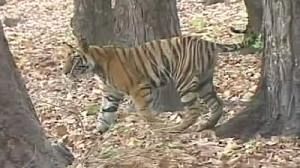 Le tigre se meurt