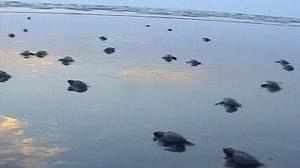 Breeding programme helps at-risk turtles