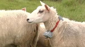 Shepherd tests digital bell