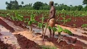 Cuba reforms to give farmers more land