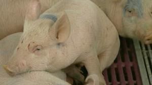 Agency raises doubts over cloned food