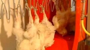 Belgium investigates European meat scandal