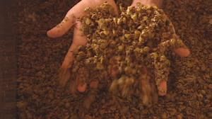 Getting the best from wine waste