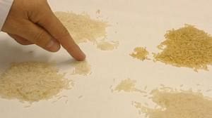 European and Asian quest for better rice
