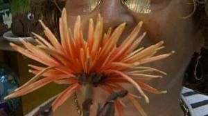 Fleurs au parfum génétiquement modifié