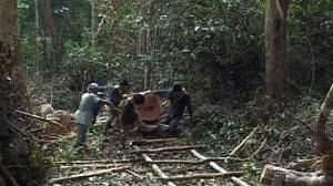 Bruxelles fait des propositions contre la déforestation