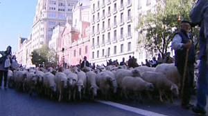 Spanish shepherds protest in streets of Madrid