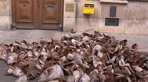 Rotten fish symbolises policy disgust