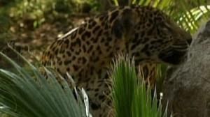Mexique : recenser les jaguars pour mieux protéger l’espèce