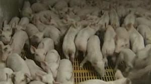 Le gouvernement irlandais rappelle tous les produits à base de porc