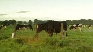 Dioxine: Après les porcs, les vaches