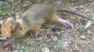 Le solénodon, une espèce rare et en danger