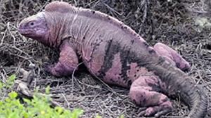 Rare pink iguana discovered on the Galapagos Islands