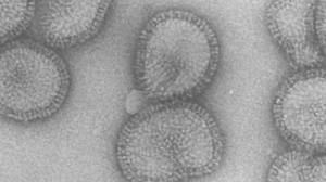 Grenoble scientists in flu “knife” breakthrough