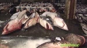 Des mesures européennes pour mieux protéger les poissons cartilagineux