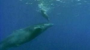 EP makes plea for whales