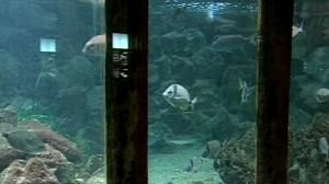 Gulf of Naples – the garden of oceanic delights