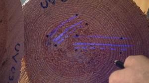 Radio tags and invisible ink to rescue European forests