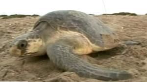 LEATHERBACK TURTLES FACE EXTINCTION