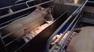 Pigs Human