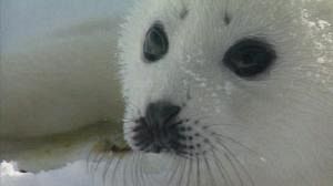 The EU votes to save the seals.