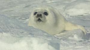 UE proíbe comércio de focas