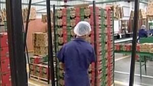 Mexican economy shrinks
