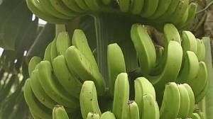 Going bananas for sustainable fuel