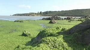 Green algae – a toxic problem for French beaches