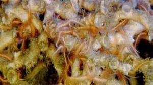 Exploring cold water corals