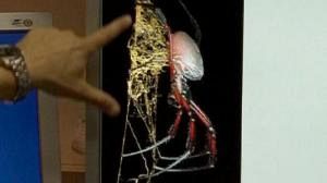 Investigadores descobrem aranha gigante