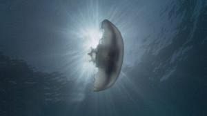 Studying the seas
