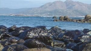 Total begins appeal in Erika oil-spill case