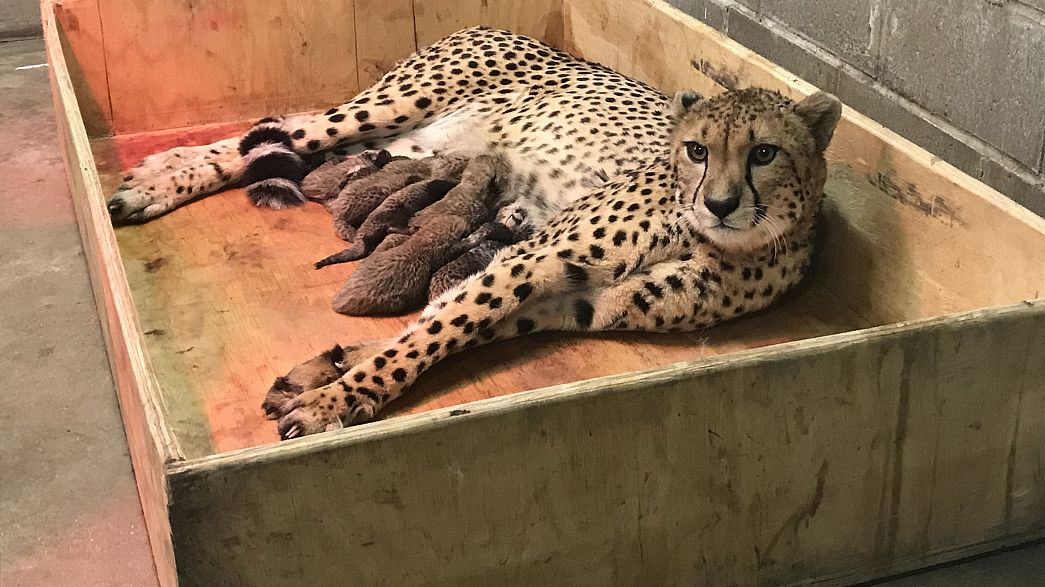 Cheetah cubs break records