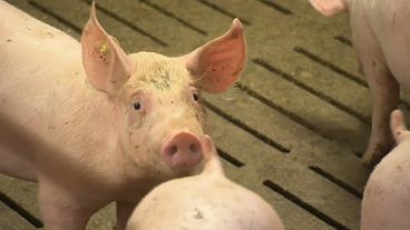 Alemanha toma precauções contra gripe suína