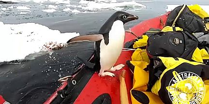 Adelie penguin visits Antarctic scientists' dinghy