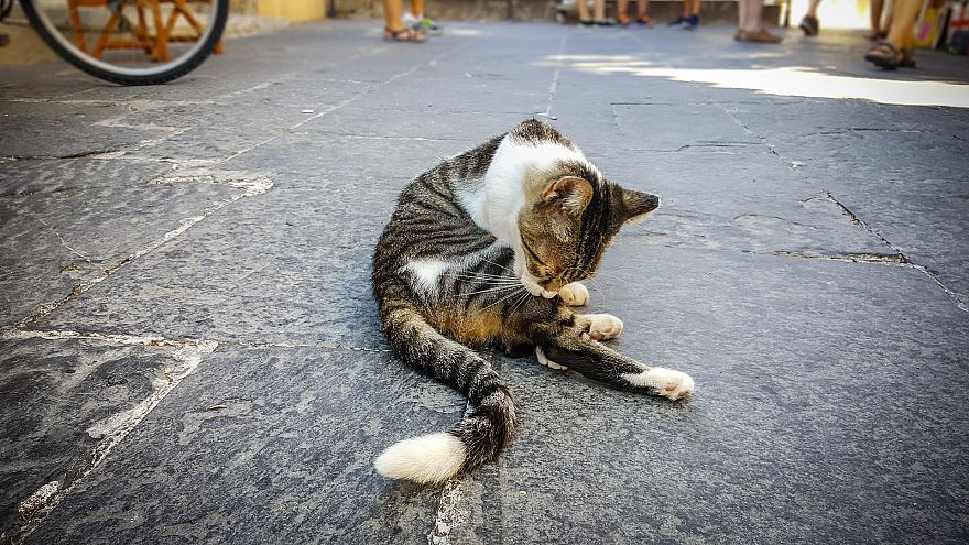 Belgium Sterilizing Cats